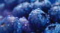 Fresh Unic Blueberries with Droplets Royalty Free Stock Photo