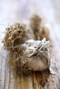Fresh unpeeled garlic Royalty Free Stock Photo