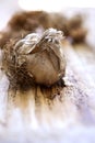 Fresh unpeeled garlic Royalty Free Stock Photo