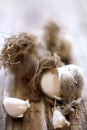 Fresh unpeeled garlic Royalty Free Stock Photo