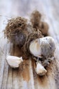 Fresh unpeeled garlic