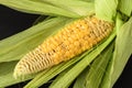 Fresh, unripe ear of corn. The concept of a corn farm