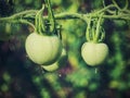 Fresh unripe green tomatoes hanging on the vine of a tomato plant Royalty Free Stock Photo