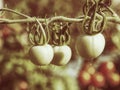 Fresh unripe green tomatoes hanging on the vine of a tomato plant Royalty Free Stock Photo