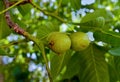 Fresh walnuts on tree Royalty Free Stock Photo