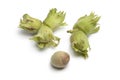 Fresh unripe hazelnuts