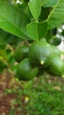 Fresh Unripe lime