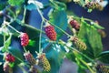 Fresh unripe organic blackberries on bush in garden Royalty Free Stock Photo