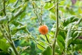 Fresh unripe red tomatoes growing in farm. Red cocktail size tomato growing on tree. Tomatoes hanging from trees in an organic far Royalty Free Stock Photo