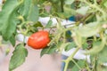 Fresh unripe red tomatoes growing in farm. Red cocktail size tomato growing on tree. Tomatoes hanging from trees in an organic far Royalty Free Stock Photo