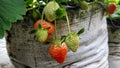 fresh unripe strawberries hanging on its sack