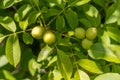 Fresh unripe walnuts hanging on a tree