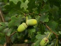 Fresh unriped green acorns on the twigs Royalty Free Stock Photo