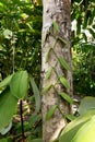 Fresh Vanilla leaves on tree