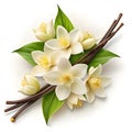 Fresh Vanilla Pods and Jasmine Flower Isolated on White Royalty Free Stock Photo