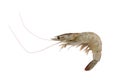 Fresh Vannamei shrimp, whiteleg shrimp, Pacific white shrimp or king prawn isolated on white Royalty Free Stock Photo