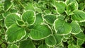 Fresh variegated Indian borage plant