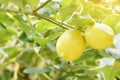 Variegated Lemon Fruits on Its Tree