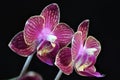 Fresh variegated Pink Orchid blossoms