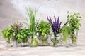 Fresh various herbs in glasses on a rustic background. Basil, flower sage, thyme, oregano, dill, chives, parsley and coriander Royalty Free Stock Photo