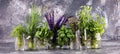 Fresh various herbs in glasses on a rustic background. Basil, flower sage, thyme, oregano, dill, chives, parsley and coriander Royalty Free Stock Photo