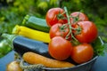 Fresh various vegetables for garnish, soups, gastronomic dishes Royalty Free Stock Photo