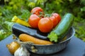 Fresh various vegetables for garnish, soups, gastronomic dishes Royalty Free Stock Photo