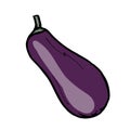 Fresh vegetable eggplant. Healthy food. Growing vegetables. Live vitamins. Summer's vegetables.