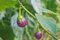 Fresh vegetable eggplant on tree Royalty Free Stock Photo