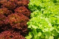 Fresh vegetable green oak and red coral lettuce salad growing garden  farm salad - vegetable hydroponic organic Royalty Free Stock Photo