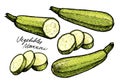 Fresh vegetable marrow, zucchini. Squash organic food vector illustration