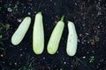 Fresh vegetable marrows on a soil Royalty Free Stock Photo