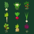 Fresh Vegetable Plants With Roots Collection Royalty Free Stock Photo
