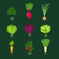 Fresh Vegetable Plants With Roots Set Royalty Free Stock Photo