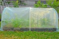 fresh vegetable in raised bed garden with net in morning sunlight