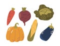 Fresh Vegetable Set Showcases Vibrant, Crisp Produce Like Carrot, Cauliflower, Beetroot And Pumpkin, Corn or Eggplant