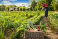 Fresh vegetable in wicker basket in garden Royalty Free Stock Photo