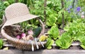 Fresh vegetable in a wicker basket with hat in vegetable garden Royalty Free Stock Photo