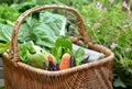 Vegetable in a wicker basket  placed in a flowered vegetable garden Royalty Free Stock Photo