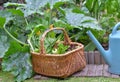 Vegetable in a wicker basket with a watering can  in vegetable garden Royalty Free Stock Photo