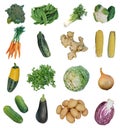 Fresh vegetables