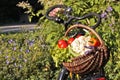 Fresh Vegetables in Basket Royalty Free Stock Photo