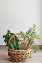 Fresh vegetables basket picked in the garden. Royalty Free Stock Photo