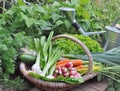 Fresh  vegetables in basket in a vegetable garden Royalty Free Stock Photo