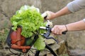 Fresh vegetables in a bike basket