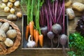 Fresh vegetables from carrot, beetroot, onion, garlic, potato in tray on old wooden board. Top view. Autumn still life. Royalty Free Stock Photo