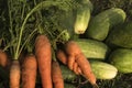 Fresh vegetables, Carrots and cucumbers Royalty Free Stock Photo