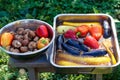 Fresh vegetables champignon peppers and eggplants in marinade for grilling in deep dishes.