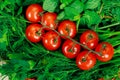 Fresh vegetables closeup tomatoes, green onion, parsley, basil Royalty Free Stock Photo