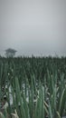 fresh vegetables with cloudy weather